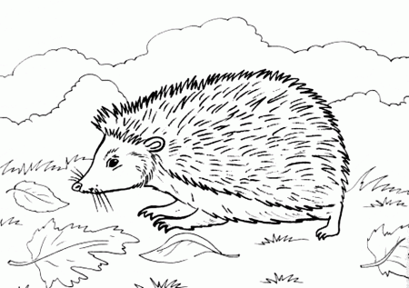Hedgehog coloring page - Animals Town - Animal color sheets ...