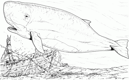 Whale Coloring Pages (20 Pictures) - Colorine.net | 10659