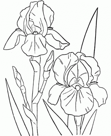 Free Coloring Pages Of Iris Flower - VoteForVerde.com