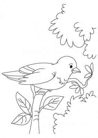 Little sparrow coloring page | Download Free Little sparrow ...