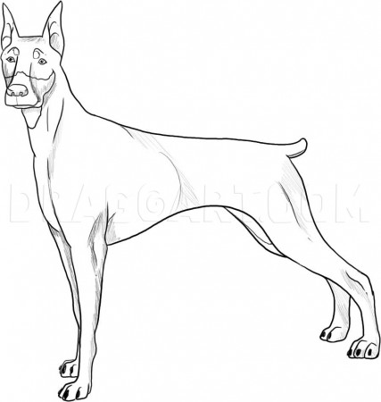 How to Draw a Doberman, Coloring Page, Trace Drawing