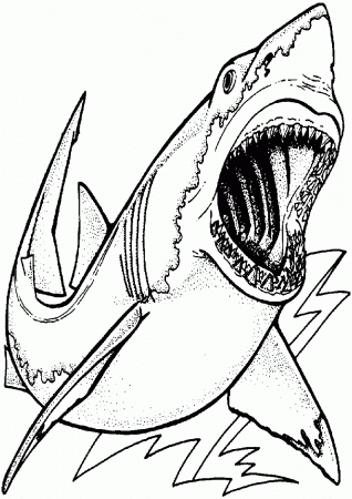Shark Coloring Pages | Best Coloring Page Site