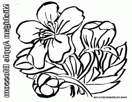 flowers-apple-blossom-coloring-pages-book-for-boys-491308 ...
