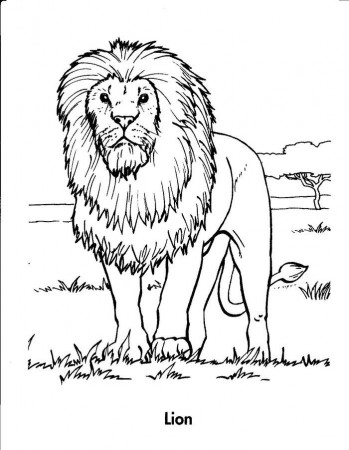 Realistic Lion Coloring Pages | Lion coloring pages, Zoo coloring pages,  Dog coloring book