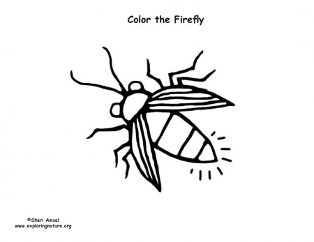 Firefly – Coloring Nature