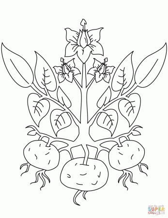 Potato Plant coloring page | Free Printable Coloring Pages