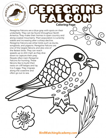 Falcons - Bird Watching Academy