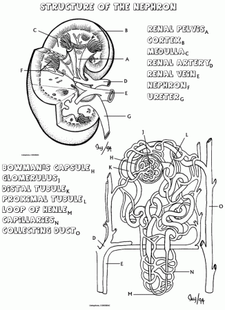 Anatomy And Physiology Coloring Pages Free Image 1 - VoteForVerde.com
