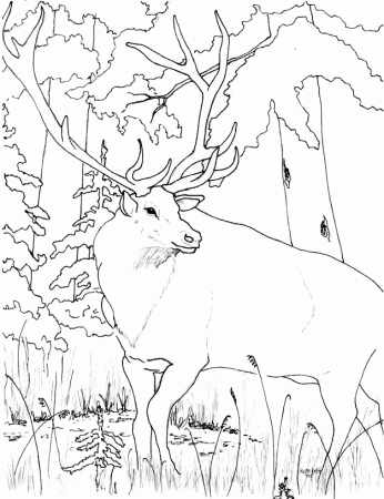 Elk coloring - Free Animal coloring pages sheets Elk