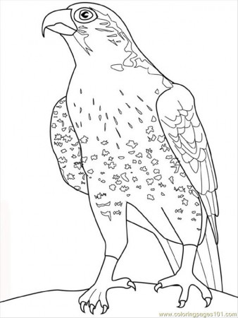 Falcon Coloring Pages - Kidsuki