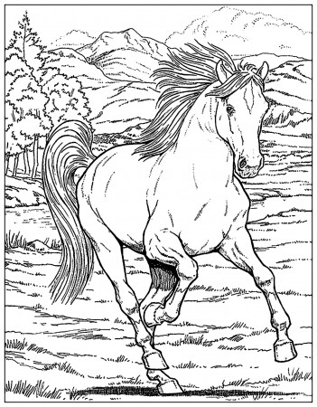 Horses - Coloring Pages for Adults