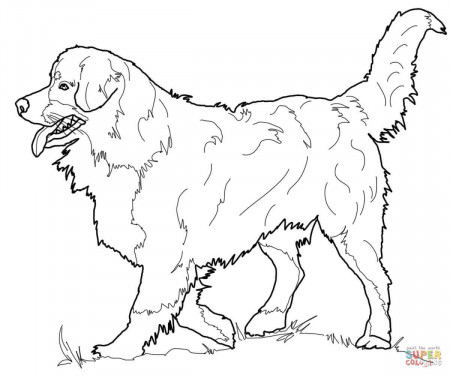 Bernese Mountain Dog coloring page | Free Printable Coloring Pages