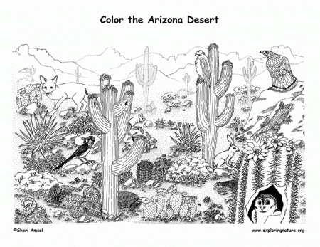 Desert Habitat Coloring Pages - High Quality Coloring Pages
