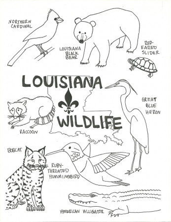 louisiana history | Louisiana, Louisiana Purchase and ...