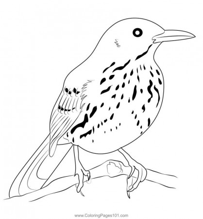 Pin on Mockingbirds Coloring Pages