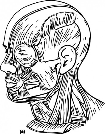 Muscles Head Neck Picture Sketch Drawing Coloring Page - Wecoloringpage.com  | Drawing sketches, Anatomy coloring book, Medical illustration