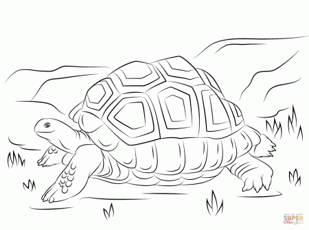 Cute Aldabra Giant Tortoise coloring page | Free Printable ...