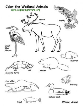 1000+ images about Coloring Habitats and Animals on Pinterest