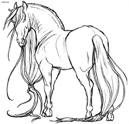 Pinto Horse Coloring Pages at GetDrawings | Free download