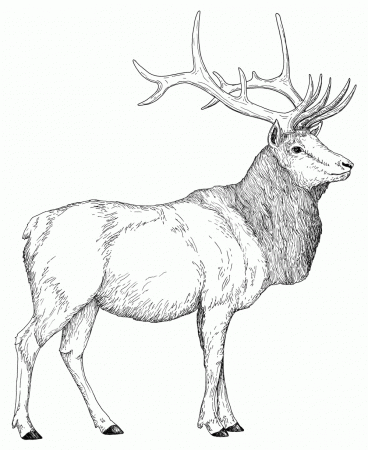 11 Pics of Elk Coloring Pages To Print - Elk Hunting Coloring ...