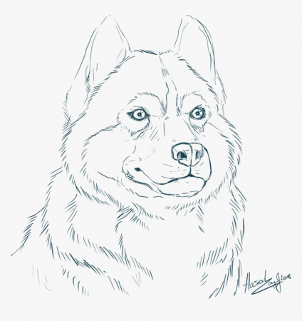 Siberian Husky Coloring Pages With Realistic - Realistic Husky Coloring  Pages, HD Png Download - kindpng