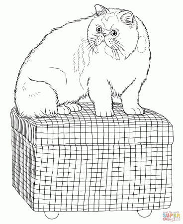 Persian Cat coloring page | Free Printable Coloring Pages
