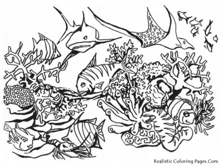 realistic sea animal coloring pages - Clip Art Library