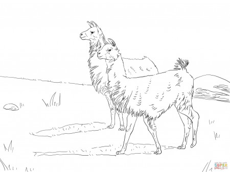 Llama coloring pages | Free Coloring Pages