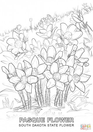 South Dakota State Flower coloring page | Free Printable Coloring Pages