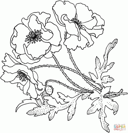 Poppies Flower coloring page | Free Printable Coloring Pages