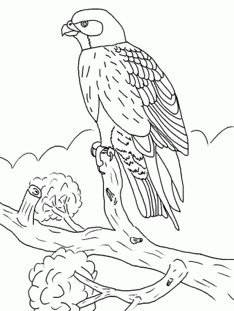 Falcon coloring page - Animals Town - Free Falcon color sheet