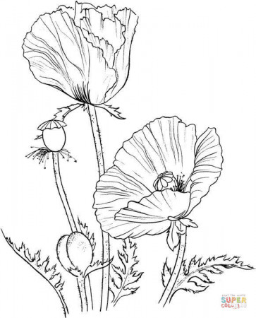 Poppy coloring page, Flower drawing, Drawings