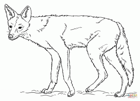 Black-backed Jackal coloring page | Free Printable Coloring Pages