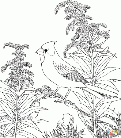 State birds coloring pages | Free Coloring Pages