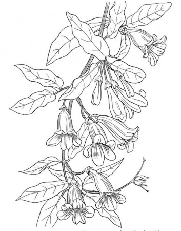 Dover American Wild Flowers Trumpet Vine Coloring Page | Adult ...