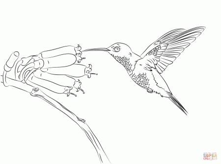 Hummingbirds coloring pages | Free Coloring Pages