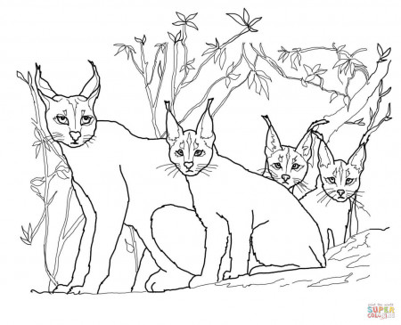 Caracal Kittens and Mother coloring page | Free Printable Coloring ...