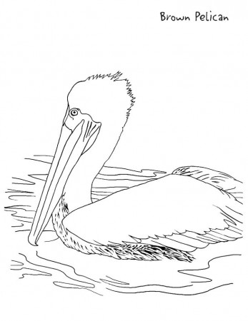Pelican Coloring Page for Kids - Free Printable Picture