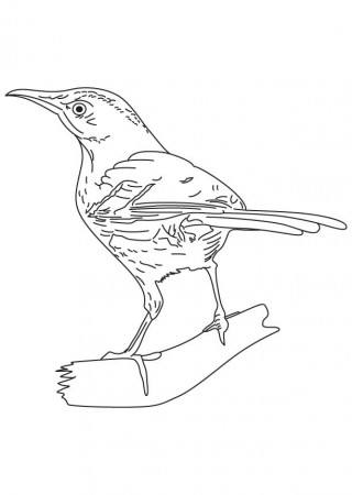 Brown thrasher song bird coloring page | Download Free Brown thrasher song  bird coloring page for kids | Best Coloring Pages