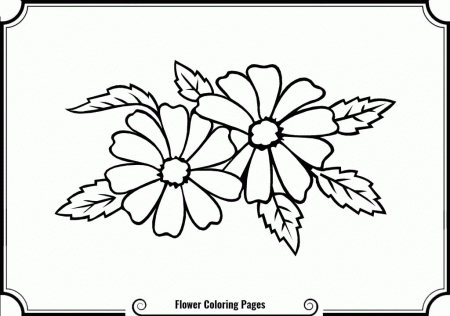 Jasmine Flower Coloring Pages - Cooloring.com