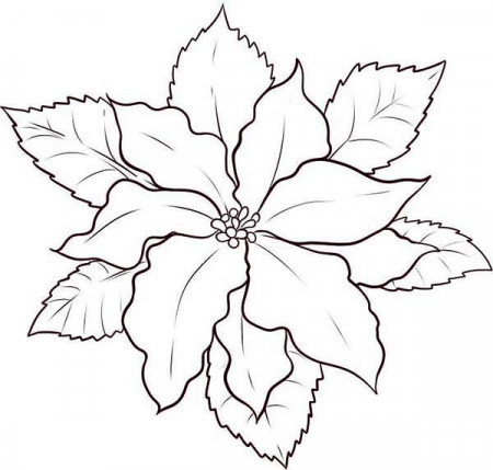 How to Draw Poinsettia Coloring Page | Color Luna