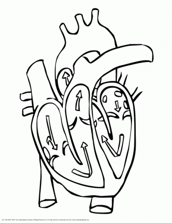 Human Heart Coloring Page - Coloring Pages for Kids and for Adults