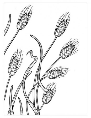 wheat coloring pages | Untitled Document [everythingpreschool.com ...