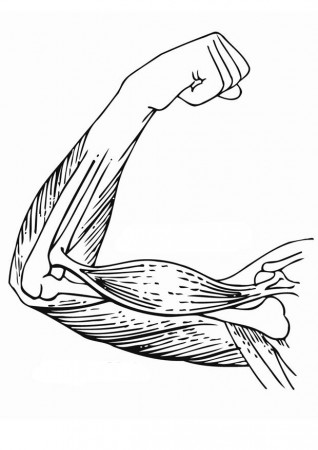 Coloring page arm muscles - img 12897.