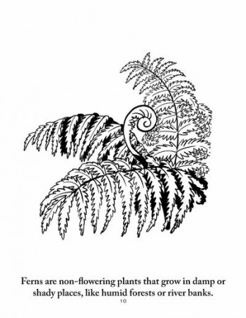 Botany Coloring Pages | Sassafras Science - elementalscience.com