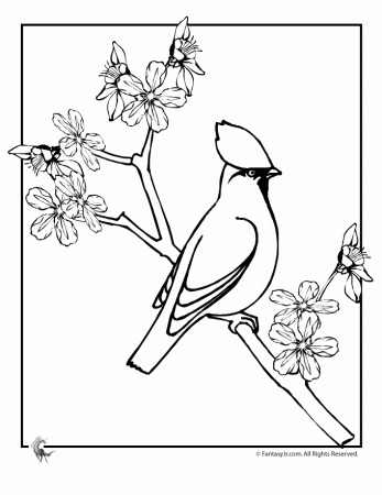 Cherry Blossom Coloring Pages