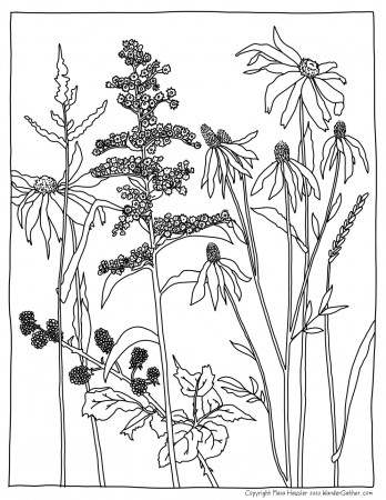 Coloring Pages – Maia Hausler Illustration