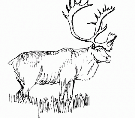 Caribou Coloring Pages Realistic - Ð¡oloring Pages For All Ages