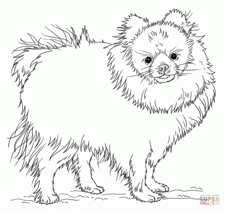 Pomeranian puppy coloring page | Free Printable Coloring Pages