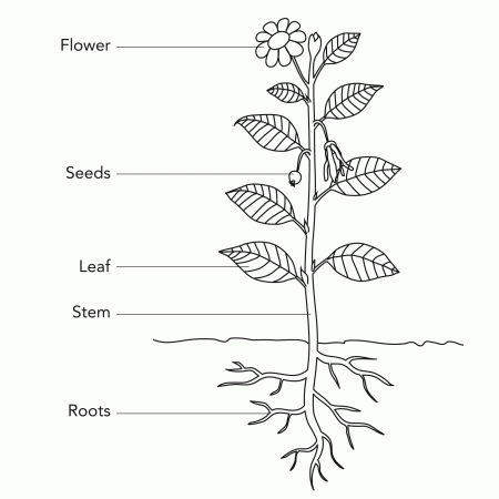 Plant Parts Coloring Sheets - High Quality Coloring Pages